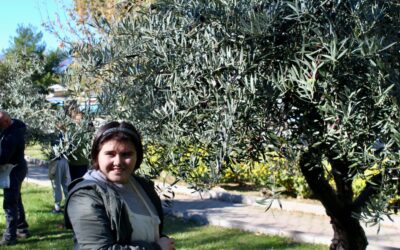 Branje maslina na Marjanu, 3.11.2025.